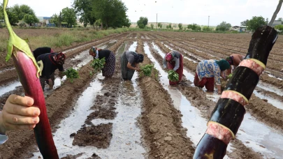 Şanlıurfa'nın Efsane Lezzeti Tarlalarda