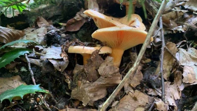 Mantar zehirlenmelerine dikkat
