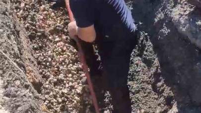 Kanalizasyon borusunda mahsur kalan kuzu böyle kurtarıldı
