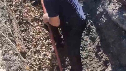 Kanalizasyon borusunda mahsur kalan kuzu böyle kurtarıldı
