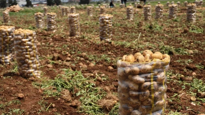 Hepsi geri gönderildi: Yurt dışından gelen 2 bin tondan fazla patates virüslü çıktı