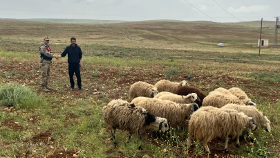 Çalınan koyunlarını Jandarma buldu