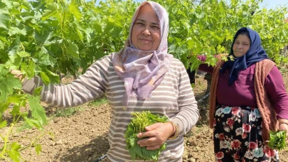 Yaprağı meyvesinden daha çok kazandırıyor