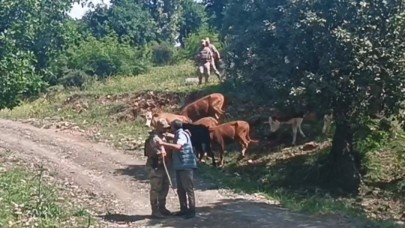 Kayıp 15 büyükbaş hayvan, jandarma tarafından bulundu