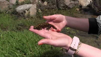 Nesli tükenme tehlikesi altında olan benekli semender görüntülendi