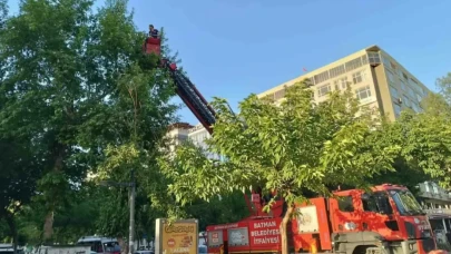 Ağaçtan düşen yavru kargalar itfaiye ekiplerince yuvaya bırakıldı