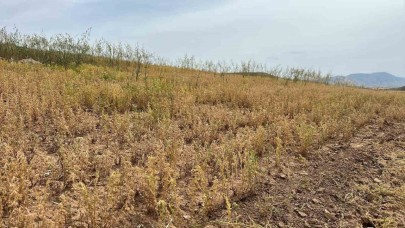 Yılın ilk mercimek hasadı yapıldı