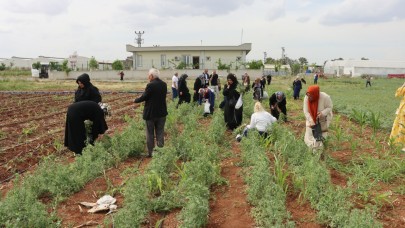 Emeklilere Süs Bitkisi Yetiştiriciliği Eğitimi Şanlıurfa’da Başladı