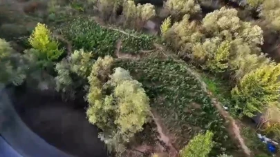 1 milyon 428 bin kök uyuşturucu bitkisi ele geçirildi