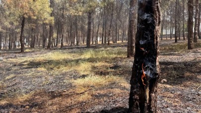 Şanlıurfa'da Doğanın Canı Yandı