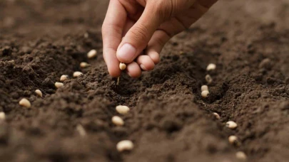 Türkiye’nin tohum ve fide üretimi arttı meyve fidanı üretimi ise 10,7 milyon azaldı