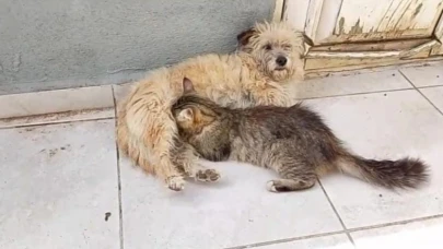 Tarçın adlı dişi köpek kedilere annelik yapıyor