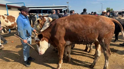 Canlı hayvan pazarlarında kurban hareketliliği başladı