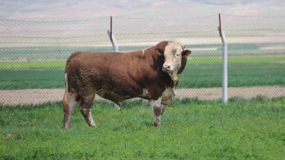1 ton 250 kilogramlık Tosun, fiyatıyla dudak uçuklatıyor