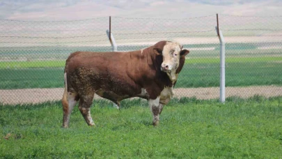 1 ton 250 kilogramlık Tosun, fiyatıyla dudak uçuklatıyor