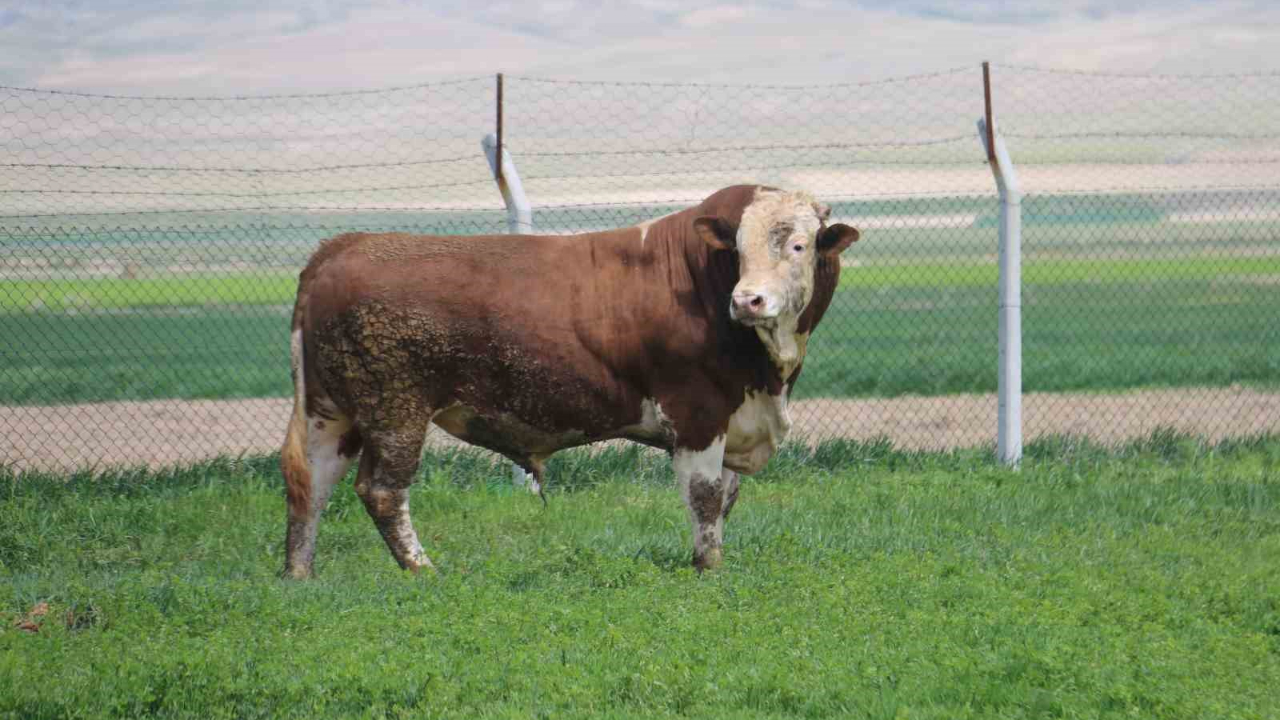 1 ton 250 kilogramlık Tosun, fiyatıyla dudak uçuklatıyor