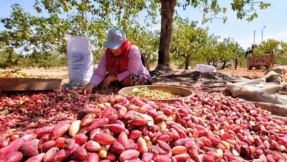 Şanlıurfalı kadın üreticileri sevindiren haber