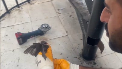 Şanlıurfa'da Tehlikeden Doğal Yaşama