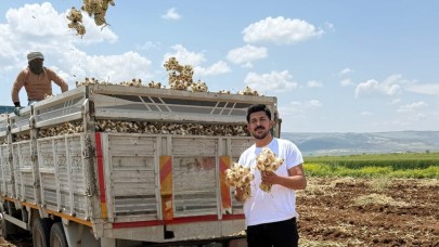 Babasının Sarımsak Tarlası İlham Oldu