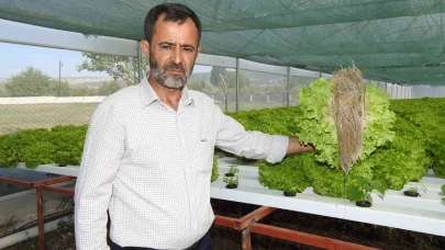 70 günde yetişen marulu topraksız tarımla 30 günde üretiyor