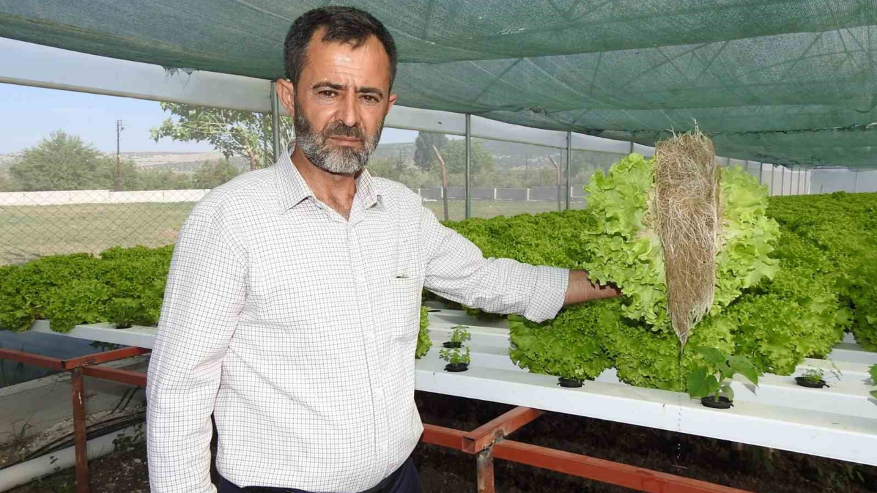70 günde yetişen marulu topraksız tarımla 30 günde üretiyor