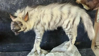 Çizgili sırtlanın tahniti yaptırıldı