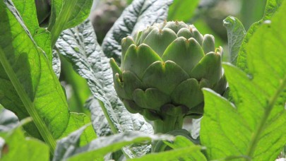 Şubatta sıraya girenler ’göbeği’ni alabildi