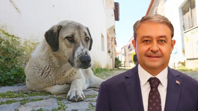 Vali'den sokak hayvanlarına hassasiyet!