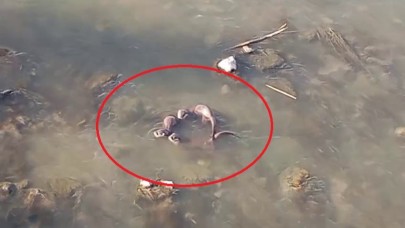 Nesli tehlike altında olan yavru ’su samurları’ görüntülendi