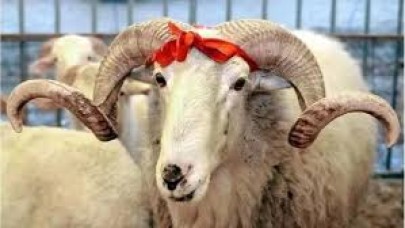 Haliliye’de kurban satış ve kesim yerleri belirlendi