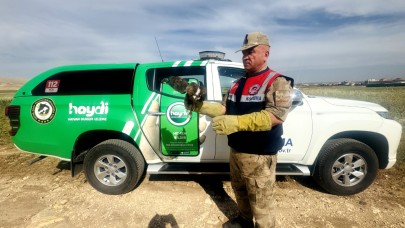 HAYDİ Ekipleri, Halfeti’de Yaralı Kızıl Şahini Kurtardı