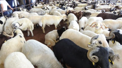 Kurban Bayramı öncesi hayvan pazarları hareketlendi