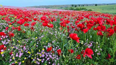 Gelincik ve papatyalar cümbüşü oluşturdu