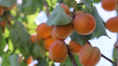 Amik Ovası’nda bereketli kayısı hasadı başladı