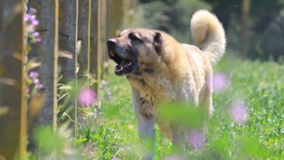 Yavrusunun fiyatı 17 bin 400 lira ve sahip olmak için 6 ay sıra bekleniyor