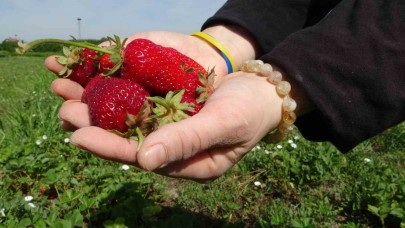 Zirai donun ardından ilk hasat çilekten geldi