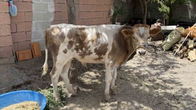 Firari buzağı 9 ay sonra sahibine teslim edildi