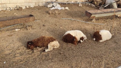 Şanlıurfa’da Sokak Köpeklerinin Saldırısı