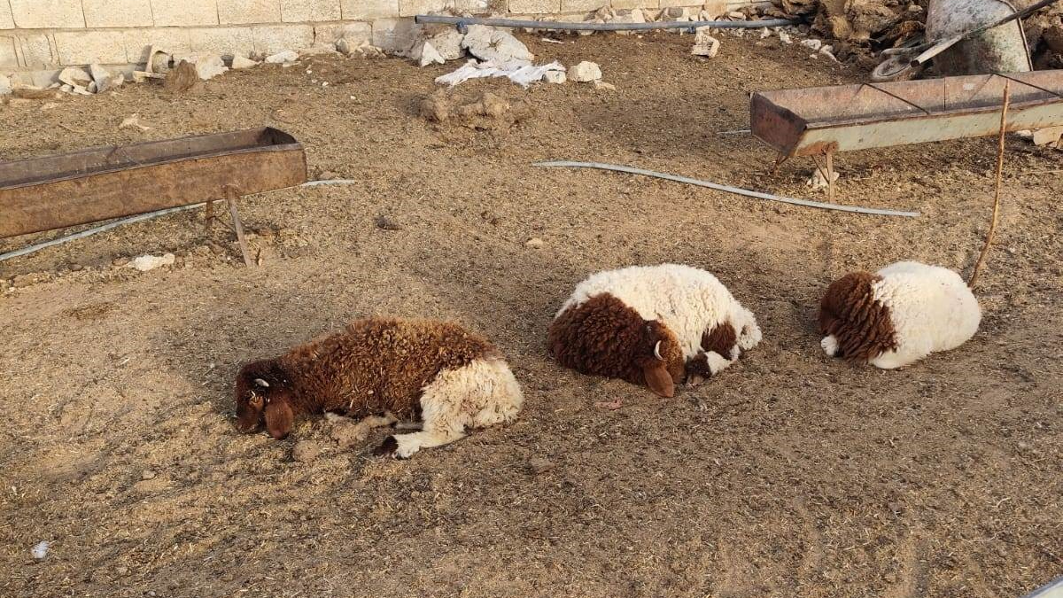 Şanlıurfa’da Sokak Köpeklerinin Saldırısı