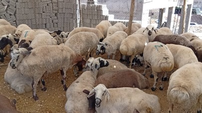 Bayram Öncesi Şanlıurfa’da Kurbanlık Pazarı Sessizliği