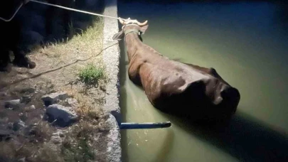 Havuza düşen inek kurtarıldı