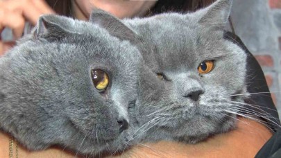 Travmatik geçmişleri olan kediler sosyalleşiyor