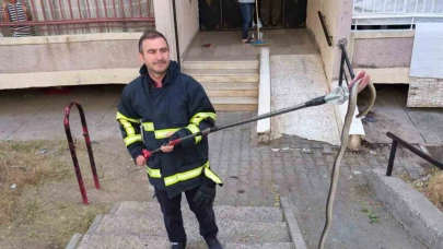 Bina girişinde bulunan yılan doğal yaşam alanına bırakıldı