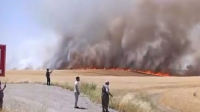 Bin dönümden fazla biçilmemiş buğday ve arpa yangında kül oldu