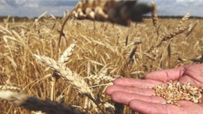 Buğday alım fiyatı Şanlıurfa çiftçisini sevindirmedi