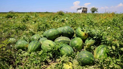 Hasadı süren karpuzun kilosu 9-10 liraya geriledi