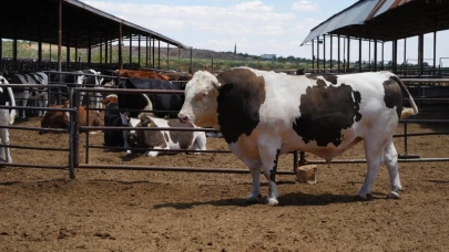 1 Ton 600 Kiloluk Dana Alıcıların Göz Bebeği