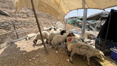 Şanlıurfa'da Bayramın İlk Gününde Kurban Yoğunluğu