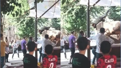 Şanlıurfa'da kızgın boğa ortalığı birbirine kattı