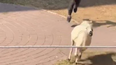 Bir Kurban Bayramı Klasiği